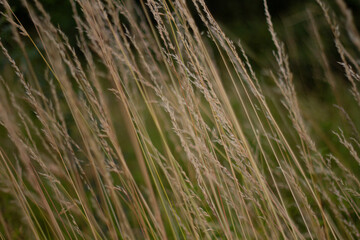 wheat field in summer grass in the wind
