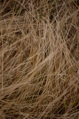 wheat field in summer grass in the wind