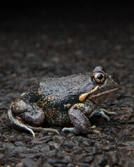 banjo frog australia

