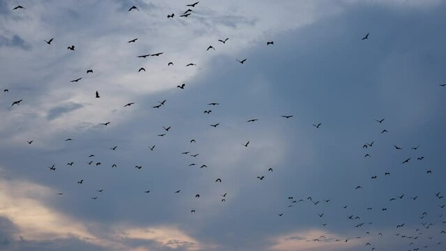 Flock of fox, a flock of flying foxes flying over the trees at sunset
