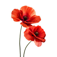 red poppy isolated on white background