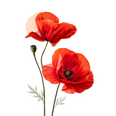 Obraz premium red poppy isolated on white background
