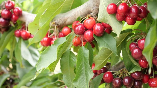 Image of a cherry cluster on a branch in the garden. . High quality 4k footage