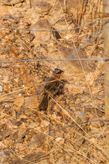 Brown bird walking on gravel - High Resolution Image