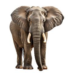 Obraz premium elephant isolated on white
