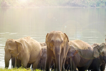 Herds of elephants come down to drink at the reservoir in the national park. - obrazy, fototapety, plakaty