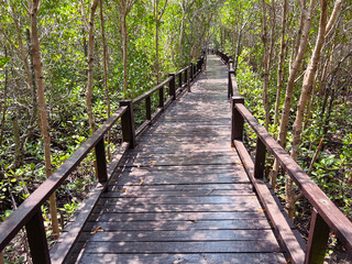 Closeup wooden bridge in the middle of mangrove forest, Petchaburi, Thailand.