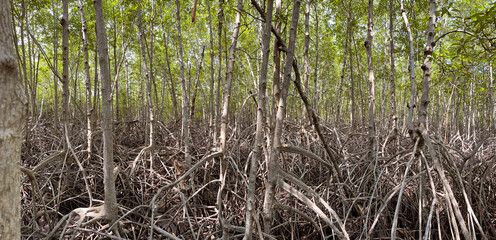 Closeup and wide screen of mangroves, Petchaburi, Thailand.