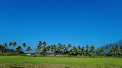 Villukuri paddy fields, bright blue sky, kanyakumari, Tamil Nadu