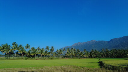 Villukuri paddy field and western ghats mountain range kanyakumari, Tamil Nadu