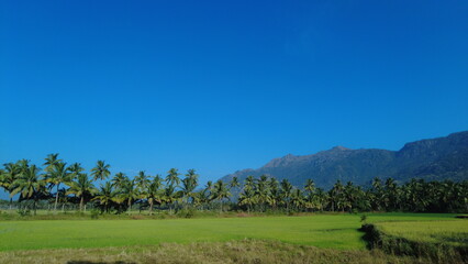 Fototapeta na wymiar Villukuri paddy field and western ghats mountain range kanyakumari, Tamil Nadu