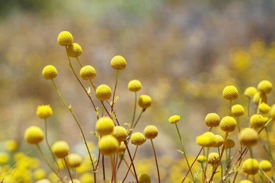 Focus on yellow Craspedia Billy Ball flowers with bokeh background