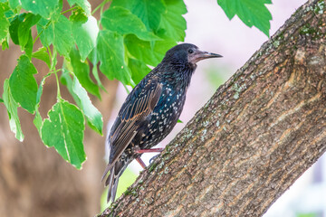 Common starling sits on a branch on a beautiful background