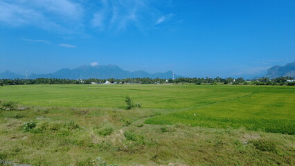 Fototapeta premium Nanjinaad paddy field and western ghats mountain range kanyakumari, Tamil Nadu