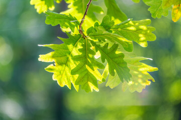 Green oak leaves background. Plant and botany nature texture. green oak leaves in woods