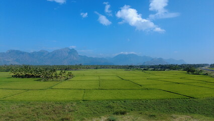 Nanjinaad paddy field and western ghats mountain range kanyakumari, Tamil Nadu