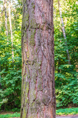 Black pine bark detail. Latin name - Pinus nigra. Pinus nigra, the Austrian pineor black pine bark