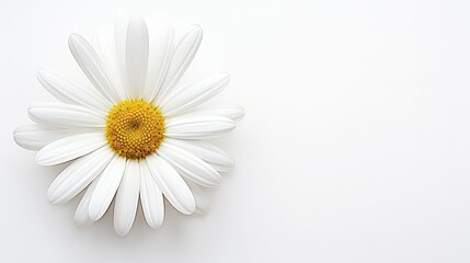 modern bright white background illustration simple fresh, crisp light, minimal sleek modern bright white background