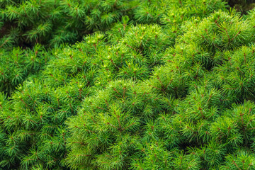 Fir branches with in the sunset light. Background of Christmas tree branches.