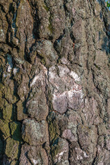 The texture of the birch bark. Birch bark background