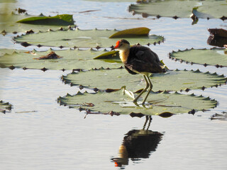 Comb-crested Jacana Surrounded by Water-lillies