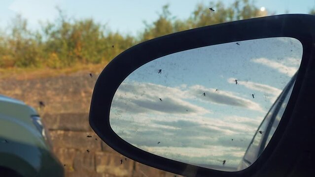 Swarm of black flies (midges) flying around at Lake M&yacute;vatn in Iceland. Close car mirror shot