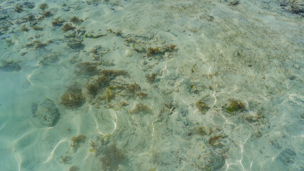 The seabed is visible through the crystal clear turquoise ocean water. Green algae, coral fragments, rocks on the sand. Shallow water. Madagascar.