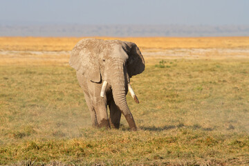 Fototapeta premium African bull elephant (Loxodonta africana) in natural habitat, Amboseli National Park, Kenya.