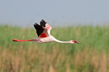A lesser flamingo (Phoenicopterus minor) in flight with open wings, South Africa.