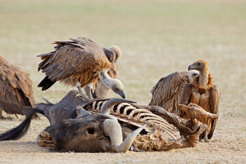 White-backed vultures (Gyps africanus) scavenging on a wildebeest carcass, South Africa.