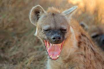 Portrait of a snarling spotted hyena (Crocuta crocuta), Kruger National Park, South Africa.