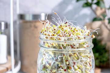 Close up sprout seed in the Manson jar for healthy eating and sustainable living.