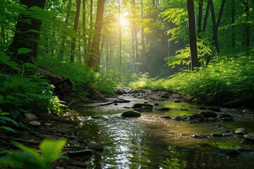 Fototapeta premium A lush green forest with a clear stream and sunlight streaming through the trees