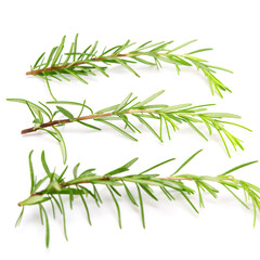 Fresh rosemary sprig flowering isolated on white background. Selective focus.