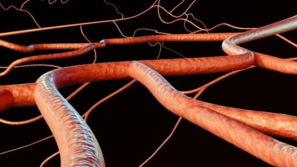 close-up of a blood vessel on a black background; 3D rendering. The blood vessel is red and has a smooth surface. It is curved and appears to be branching into smaller vessels.