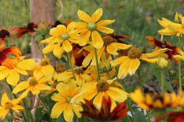 yellow flowers