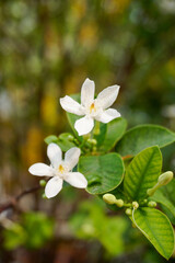 Murraya paniculata on tree, commonly known as orange jasmine, orange jessamine, china box or mock orange, fragrant white or cream-coloured flowers.