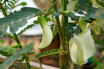 Agasta flower (Sesbania Grandiflora) on the tree in the garden. Vegetable use for cooking....