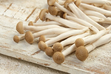 Shimeji mushroom or Brown beech mushrooms on white background