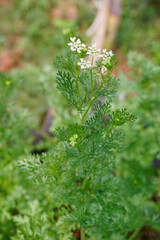 Coriander flowers on plants in the garden. Coriander flowers are very small, white color and long leaf stalks and serrated leaf edges.