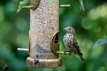Pine Siskin Finch bird at birdfeeder