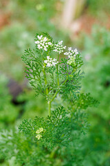 Coriander flowers on plants in the garden. Coriander flowers are very small, white color and long leaf stalks and serrated leaf edges.