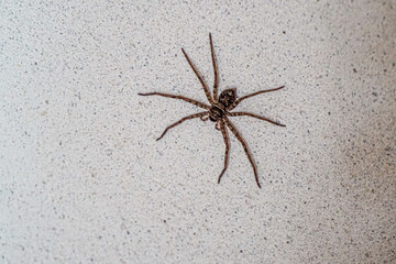 A large spider is crawling on the rough wall of the house. The spider has 6 legs and is dangerously poisonous.