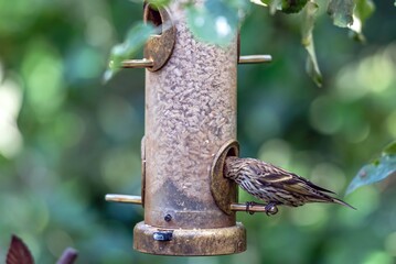 Pine Siskin Finch bird with head in birdfeeder