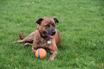 Brown pitbull mix dog lying in grass with ball at park