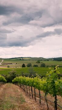 vineyard in California. Vertical design in 9:16 ratio for smartphone and social media