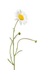 Oxeye daisy plant with flower and stem isolated cutout on transparent