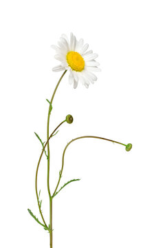 Oxeye daisy plant with flower and stem isolated cutout on transparent
