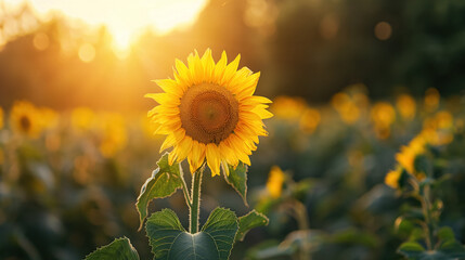 Sunflower in field at sunset.