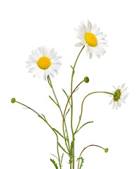 A bunch of Oxeye daisy flowers isolated cutout on transparent